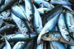 Fresh fish from Zakynthos clear sea